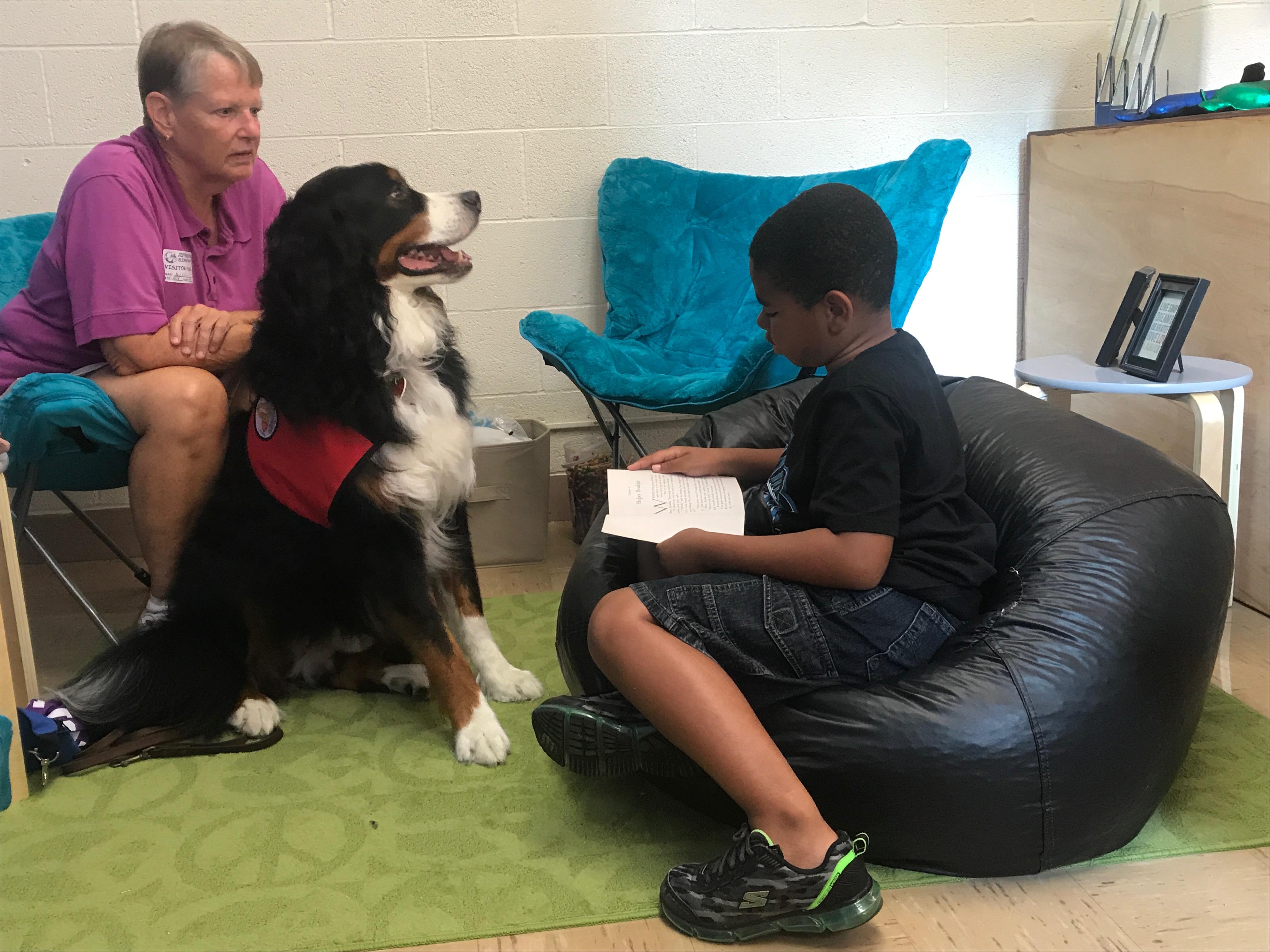 Finn the therapy dog