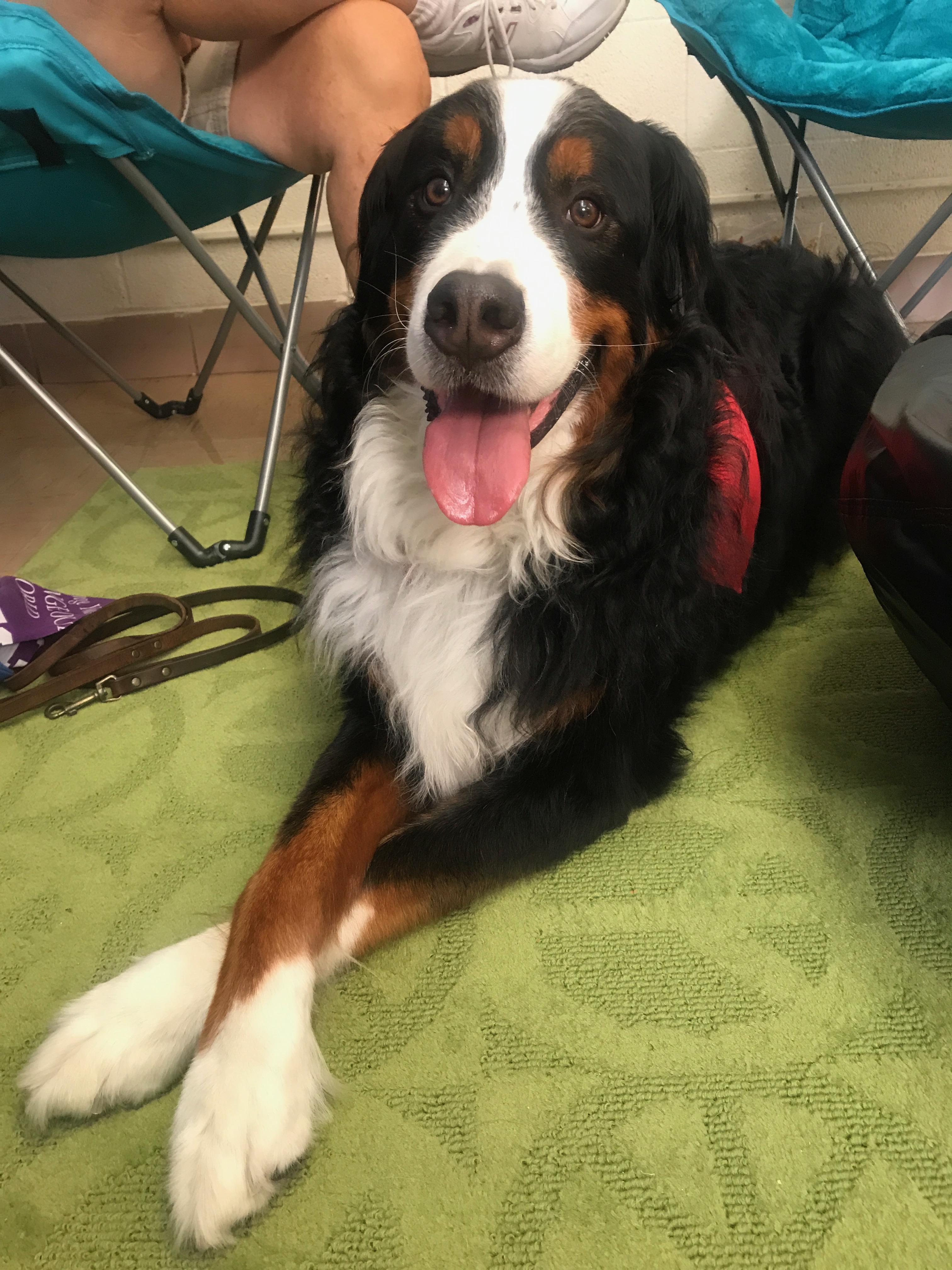 Finn the therapy dog 
