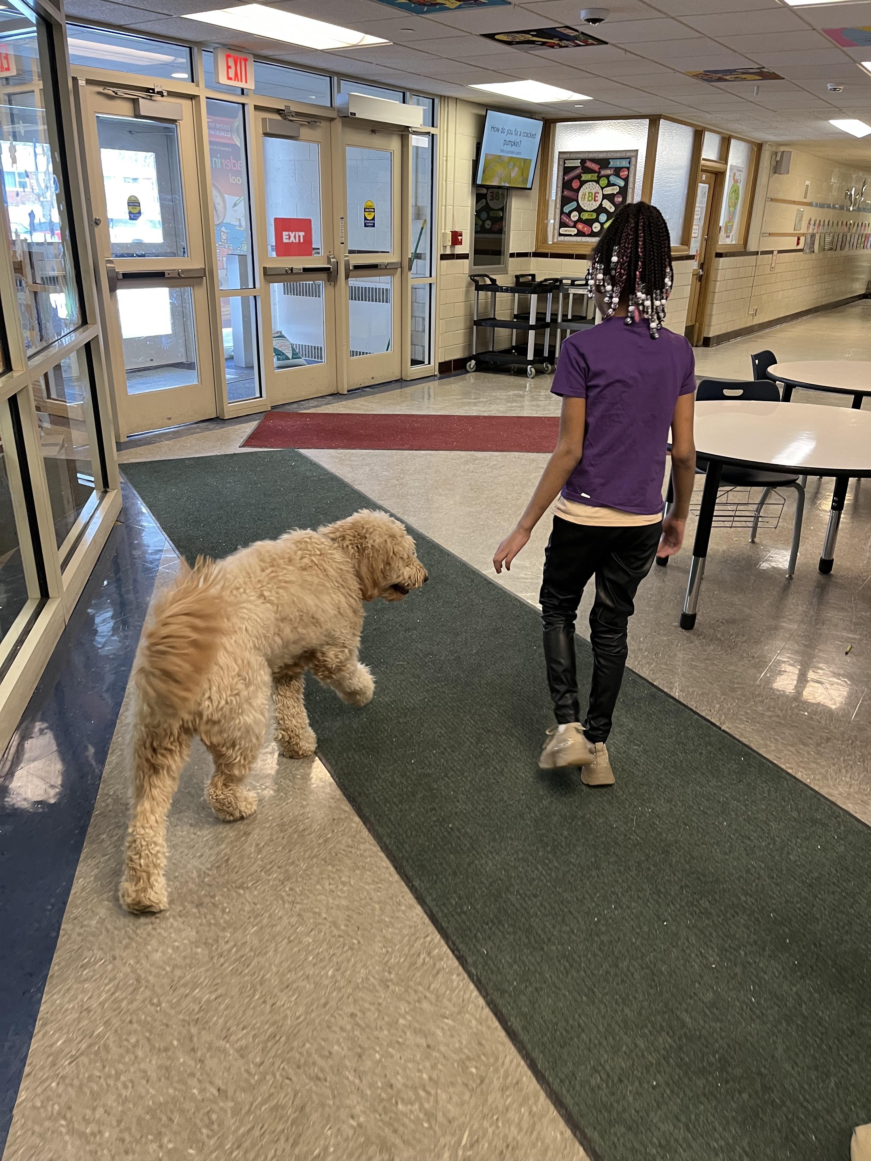 Sam the dog walking the halls with a student